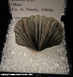 Minerals Specimen: Brachiopod species Platystrophia Cypha from Brown Co., Ohio Ex. A. Nely, 1960s Minerals Specimen: Brachiopod species Platystrophia Cypha from Brown Co., Ohio Ex. A. Nely, 1960s