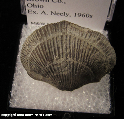 Minerals Specimen: Brachiopod genus Herbetella from Brown Co., Ohio Ex. A. Nely, 1960s Minerals Specimen: Brachiopod genus Herbetella from Brown Co., Ohio Ex. A. Nely, 1960s