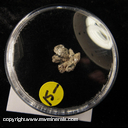 Mineral Specimen: Silver Crystals from White Pine Mine, White Pine, Ontonagon County, Michigan Mineral Specimen: Silver Crystals from White Pine Mine, White Pine, Ontonagon County, Michigan