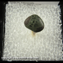 Mineral Specimen: Pumpellyite-Mg (Greenstone variety Turtle Back), beachworn from Keweenaw Co., Michigan