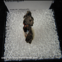 Mineral Specimen: Silver/Copper Halfbreed from Houghton Co., Michigan Mineral Specimen: Silver/Copper Halfbreed from Houghton Co., Michigan