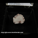 Mineral Specimen: Datolite (polished) from Keweenaw Peninsula, Upper Peninsula, Michigan Mineral Specimen: Datolite (polished) from Keweenaw Peninsula, Upper Peninsula, Michigan