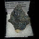 Mineral Specimen: Bornite on Sheet Silver from Mina La Noria, San Pantaleon de la Noria, San Martin, Mun. de Sombrerete, Zacatecas, Mexico Mineral Specimen: Bornite on Sheet Silver from Mina La Noria, San Pantaleon de la Noria, San Martin, Mun. de Sombrerete, Zacatecas, Mexico