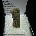 Mineral Specimen: Pyrite from Red Hill, Washoe Co., Nevada, Collected by Steve Pullman, 10/93
