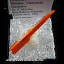Mineral Specimen: Crocoite from Dundas, Tasmania, Australia, Ex. E. Morales, from Roberts Minerals, Tucson show, 1981 Mineral Specimen: Crocoite from Dundas, Tasmania, Australia, Ex. E. Morales, from Roberts Minerals, Tucson show, 1981