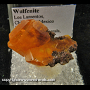 Mineral Specimen: Wulfenite from Los Lamentos, Chihuahua, Mexico, Ex. E. Morales, from Roberts Minerals, Tucson show, 1981 Mineral Specimen: Wulfenite from Los Lamentos, Chihuahua, Mexico, Ex. E. Morales, from Roberts Minerals, Tucson show, 1981