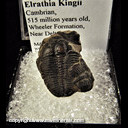 Mineral Specimen: Trilobite - Elrathia Kingii from Cambrian Age - 515 million years old, Wheeler Formation, near Delta, Utah Mineral Specimen: Trilobite - Elrathia Kingii from Cambrian Age - 515 million years old, Wheeler Formation, near Delta, Utah