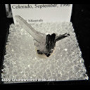 Mineral Specimen: Ferberite, Quartz from Blueberry Pocket, GPR Drift, Sweet Home Mine, Alma District, Park Co., Colorado, September, 1996 Mineral Specimen: Ferberite, Quartz from Blueberry Pocket, GPR Drift, Sweet Home Mine, Alma District, Park Co., Colorado, September, 1996