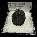 Mineral Specimen: Trilobite - Elrathia Kingii from Cambrian Age - 515 million years old, Wheeler Formation, near Delta, Utah Mineral Specimen: Trilobite - Elrathia Kingii from Cambrian Age - 515 million years old, Wheeler Formation, near Delta, Utah