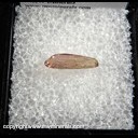 Mineral Specimen: Tourmaline, Bicolor, Double Terminated from Baixo mine, Taqural dist., Itinga, Minas Gerais, Brazil Mineral Specimen: Tourmaline, Bicolor, Double Terminated from Baixo mine, Taqural dist., Itinga, Minas Gerais, Brazil
