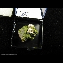 Minerals Specimen: Silver, Epidote from Ridge Mine, Ontonagon Co., Michigan Minerals Specimen: Silver, Epidote from Ridge Mine, Ontonagon Co., Michigan
