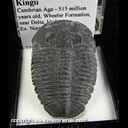 Mineral Specimen: Trilobite - Elrathia Kingii from Cambrian Age - 515 million years old, Wheeler Formation, near Delta, Utah, Ex. Norm Woods Mineral Specimen: Trilobite - Elrathia Kingii from Cambrian Age - 515 million years old, Wheeler Formation, near Delta, Utah, Ex. Norm Woods