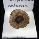 Mineral Specimen: Silicified Sagebrush Stem, polished from Arizona, Ex. Norm Woods