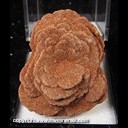 Mineral Specimen: Barite Rose from Norman, Cleveland Co., Oklahoma, Ex. Norm Woods Mineral Specimen: Barite Rose from Norman, Cleveland Co., Oklahoma, Ex. Norm Woods