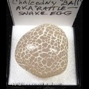 Mineral Specimen: Agate variety: Rattlesnake Egg (Snakeskine Agate) from Ex. Norm Woods Mineral Specimen: Agate variety: Rattlesnake Egg (Snakeskine Agate) from Ex. Norm Woods
