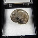Mineral Specimen: Ammonite, Iridescent Fossil from South Dakota, Norm Woods Mineral Specimen: Ammonite, Iridescent Fossil from South Dakota, Norm Woods