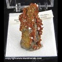 Mineral Specimen: Vanadinite from Apache Mine, Gila Co., Arizona, Ex. Norm Woods from Perky Minerals