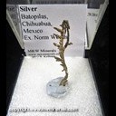 Mineral Specimen: Silver from Batopilas, Chihuahua, Mexico, Ex. Norm Woods