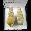 Mineral Specimen: Turritella Fossill Shells from Wyoming, Ex. Norm Woods Mineral Specimen: Turritella Fossill Shells from Wyoming, Ex. Norm Woods