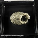 Mineral Specimen: Pyrite, Hollow Stalactic from Red Hill, Washoe Co., Nevada, Collected by Steve Pullman, Sept. 1997 Mineral Specimen: Pyrite, Hollow Stalactic from Red Hill, Washoe Co., Nevada, Collected by Steve Pullman, Sept. 1997