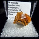 Mineral Specimen: Wulfenite from Jianshan Mine, Ruoqiang Co., Bayin'gholin Auton. Pref., Xinjiang Auton. Region, China Mineral Specimen: Wulfenite from Jianshan Mine, Ruoqiang Co., Bayin'gholin Auton. Pref., Xinjiang Auton. Region, China