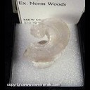 Mineral Specimen: Gypsum variety: Selenite Ram's Horn from Mexico, Ex. Norm Woods
