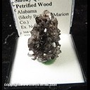 Mineral Specimen: Smoky Quartz on Petrified Wood (crystals all the around) from Alabama (likely Brillant, Marion Co), Ex. Norm Woods