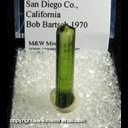 Minerals Specimen: Tourmaline from Stewart Mine, San Diego Co., California Bob Bartsch 1970 Minerals Specimen: Tourmaline from Stewart Mine, San Diego Co., California Bob Bartsch 1970