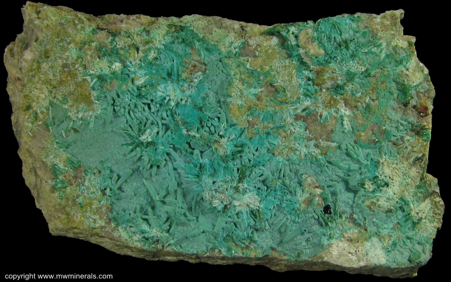 Mineral Specimen: Chrysocolla pseudomorph after Brochantite from Morenci, Greenlee Co., Arizona, USA