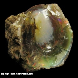 Minerals Specimen: Chocolate Opal Fossilized Plant Stem from Welo, Afar, Ethiopia