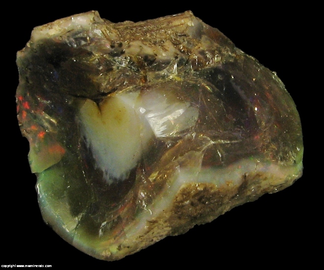 Mineral Specimen: Chocolate Opal Fossilized Plant Stem from Welo, Afar, Ethiopia