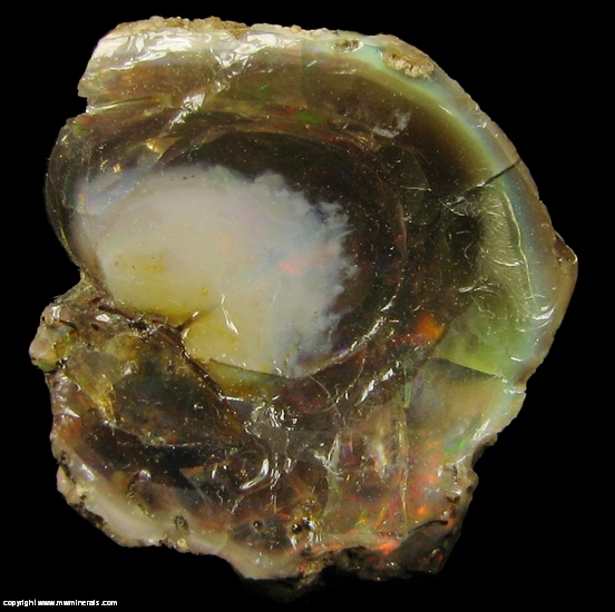 Mineral Specimen: Chocolate Opal Fossilized Plant Stem from Welo, Afar, Ethiopia