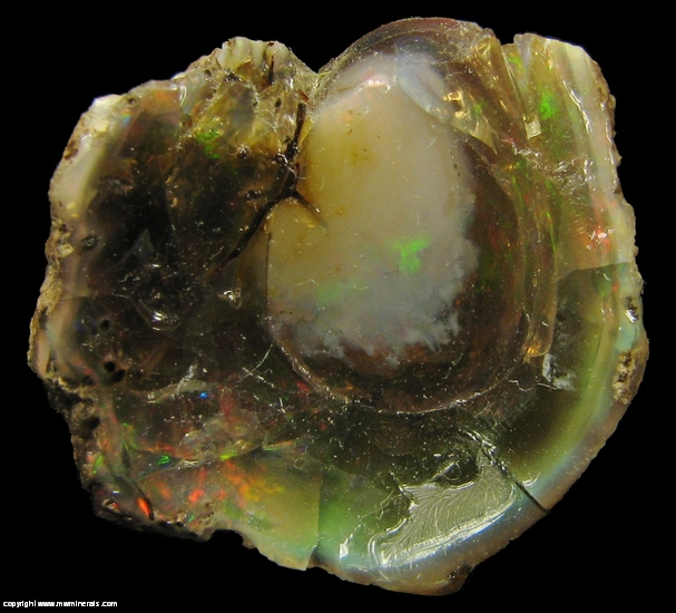 Mineral Specimen: Chocolate Opal Fossilized Plant Stem from Welo, Afar, Ethiopia
