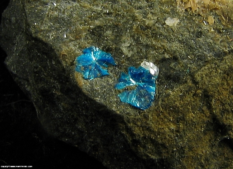 Mineral Specimen: Sampleite and Antlerite from Santa Catalina Mine, Caracoles, Sierra Gorda District, Antofagasta Province, Antofagasta Region, Chile