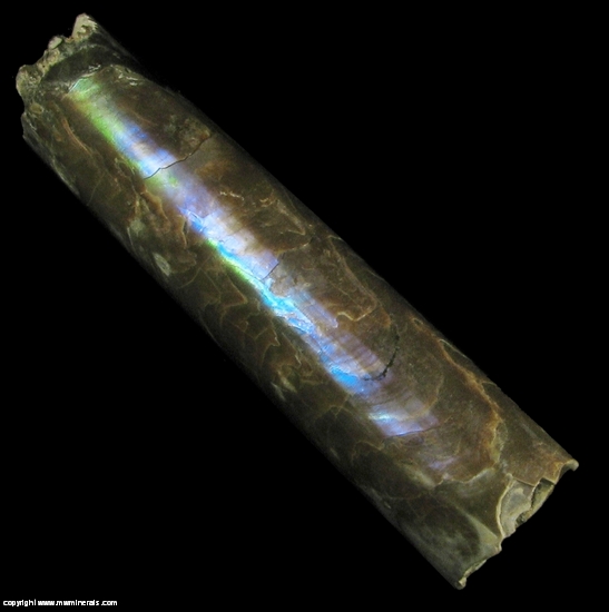 Mineral Specimen: Baculites from Pierre Shale, South Dakota, USA