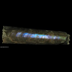 Mineral Specimen: Baculites from Pierre Shale, South Dakota, USA