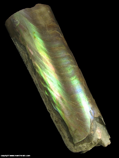 Mineral Specimen: Baculites from Pierre Shale, South Dakota, USA