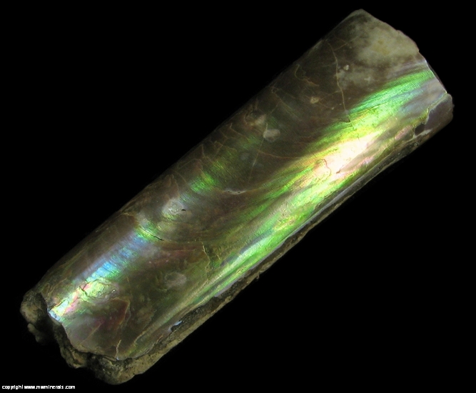 Mineral Specimen: Baculites from Pierre Shale, South Dakota, USA