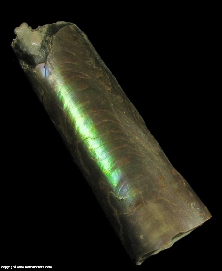 Mineral Specimen: Baculites from Pierre Shale, South Dakota, USA
