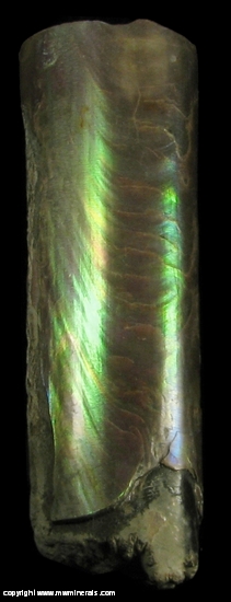 Mineral Specimen: Baculites from Pierre Shale, South Dakota, USA