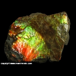 Minerals Specimen: Ammolite - Gem Quarlity Ammonite from Lethbridge, Alberta, Canada Minerals Specimen: Ammolite - Gem Quarlity Ammonite from Lethbridge, Alberta, Canada