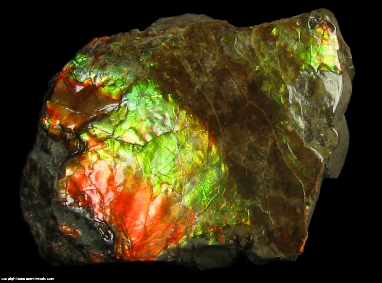 Mineral Specimen: Ammolite - Gem Quarlity Ammonite from Lethbridge, Alberta, Canada