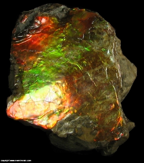 Mineral Specimen: Ammolite - Gem Quarlity Ammonite from Lethbridge, Alberta, Canada