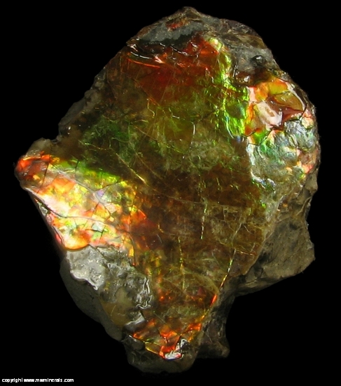 Mineral Specimen: Ammolite - Gem Quarlity Ammonite from Lethbridge, Alberta, Canada