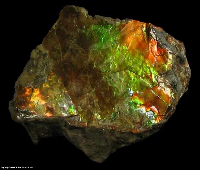 Mineral Specimen: Ammolite - Gem Quarlity Ammonite from Lethbridge, Alberta, Canada