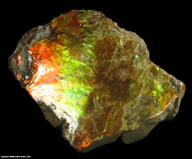 Mineral Specimen: Ammolite - Gem Quarlity Ammonite from Lethbridge, Alberta, Canada