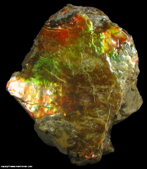 Mineral Specimen: Ammolite - Gem Quarlity Ammonite from Lethbridge, Alberta, Canada