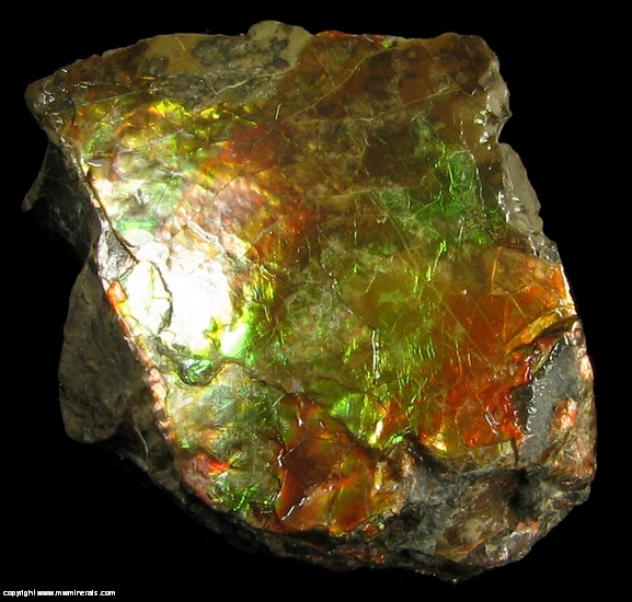 Mineral Specimen: Ammolite - Gem Quarlity Ammonite from Lethbridge, Alberta, Canada