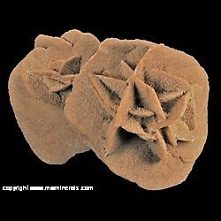 Minerals Specimen: Selenite Desert Rose from Algeria