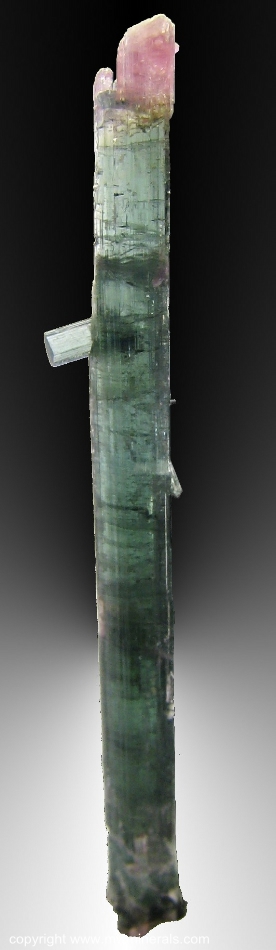 Mineral Specimen: Bi-Color Double-Terminated Tourmaline - Elbaite from Pederneira claim, Sao Jose da Safira, Doce Valley, Minas Gerais, Barzil